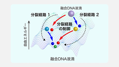 人工細胞の分裂のタイミングや順序の制御による分子コンピューティングを実証