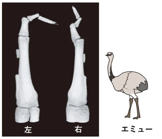 図1. エミューの翼の骨格：左右の骨格パターンにもばらつきがみられる例が多かった