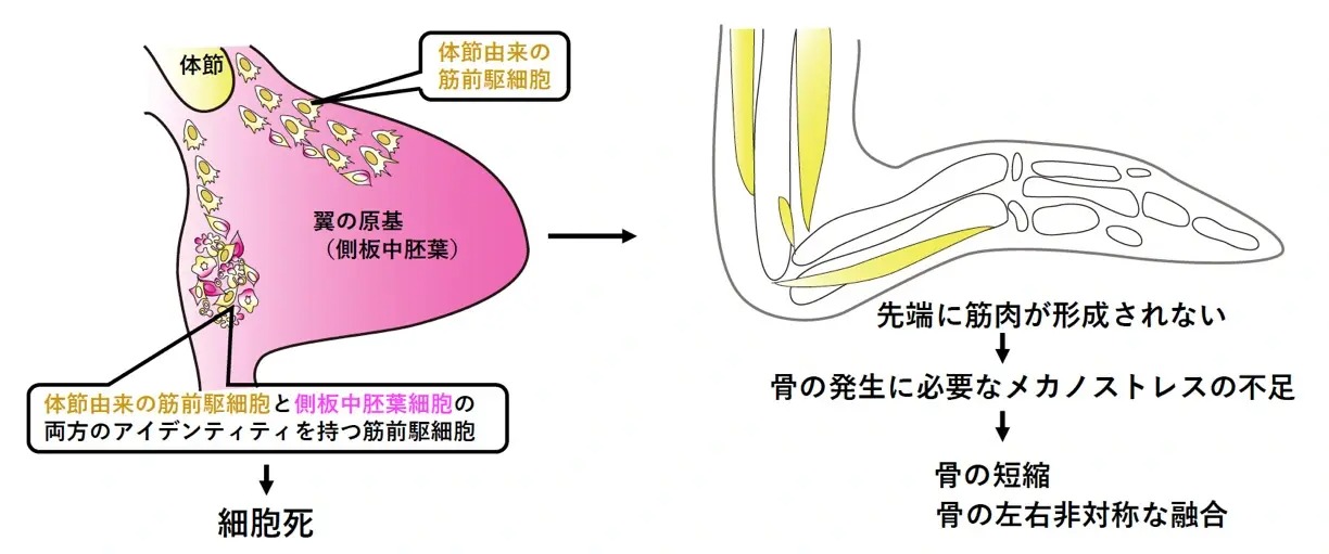 図2. エミューの翼の骨格形成のモデル