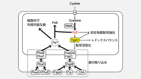 腸内細菌の硫化水素合成能の役割を解明