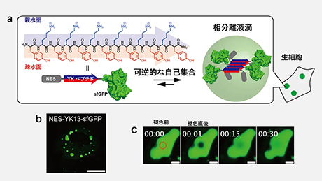細胞内でタンパク質液滴を設計・構築する新技術