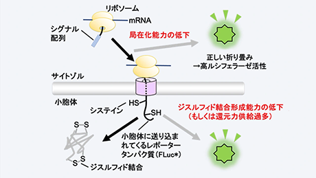 分泌タンパク質生合成過程の異常を鋭敏かつ簡便に検出する新しいツールの開発