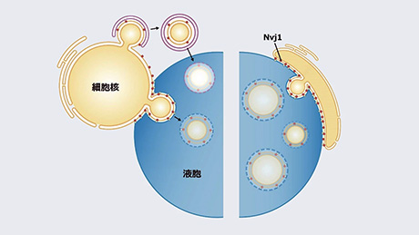 オートファジーの暴走による過剰な細胞核分解を防ぐ仕組みの発見