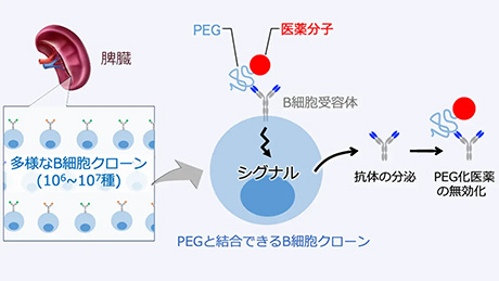 ポリエチレングリコールに対する抗体産生のメカニズムを解明