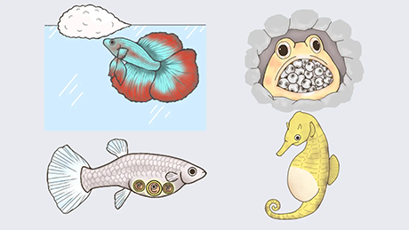 魚類の繁殖戦略における進化的バイアスを分子レベルで解明