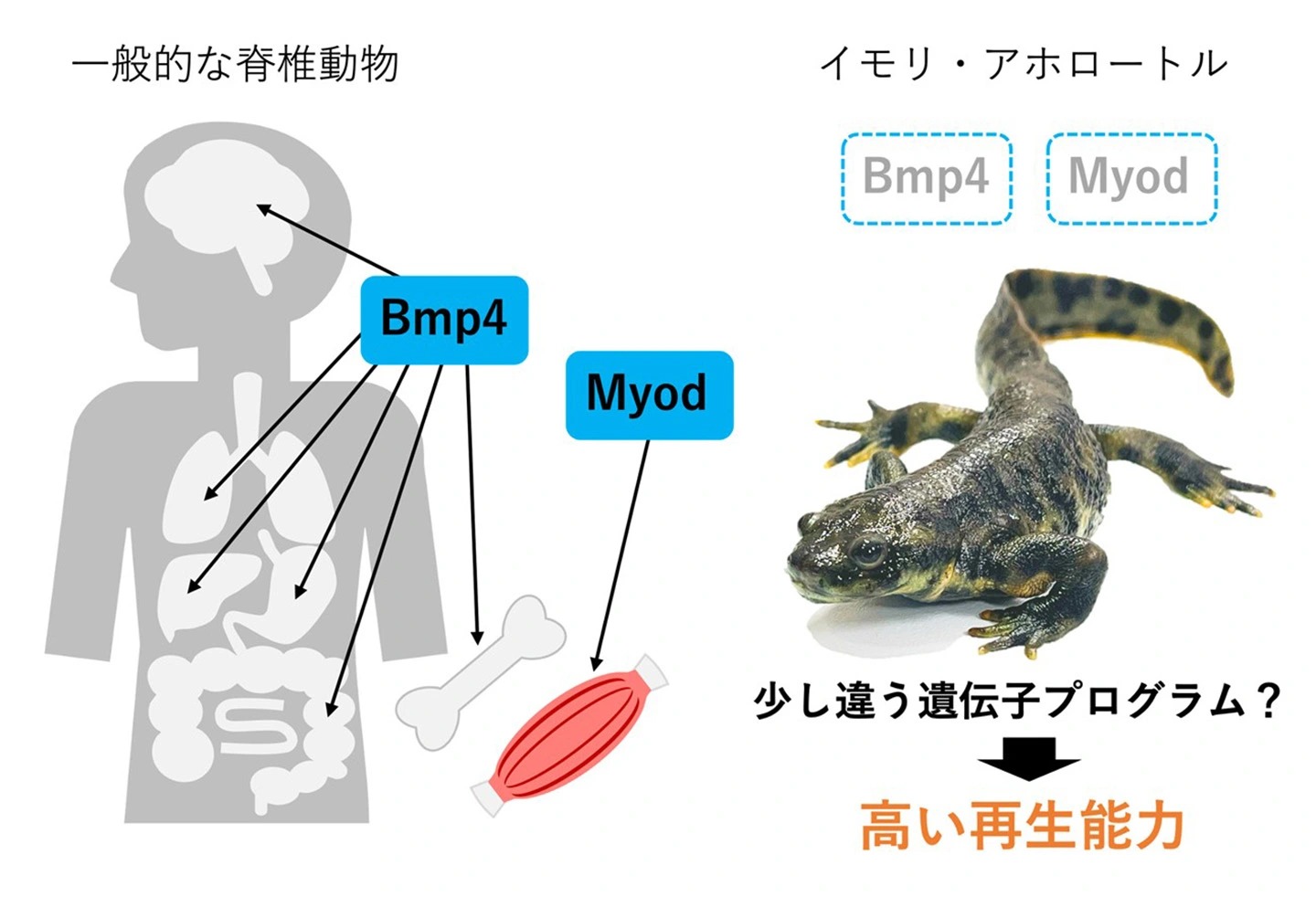 高い再生能力