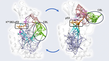 酵素Sir2のタンデムアロステリック効果