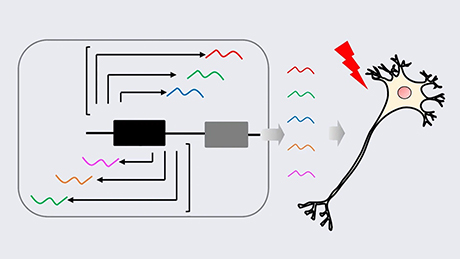 神経変性疾患に関わる異常なタンパク質合成を制御する仕組みを解明