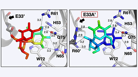 タンパク質結晶内でゆらぐ糖分子を観る