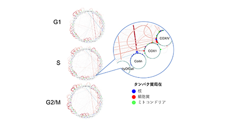 シングルセル型PLOM-CON法を駆使した細胞周期依存的な薬効の解明と層別化