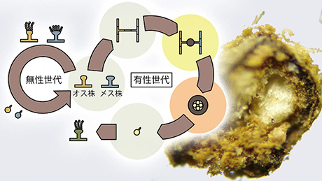 麹菌の菌核内部に未知の構造体を発見