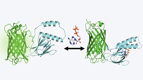 細胞内のATP濃度を決定できる蛍光寿命型センサーの開発に成功