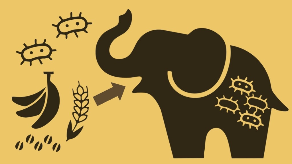 ゾウの腸内細菌がコーヒー豆を発酵し味を変える可能性