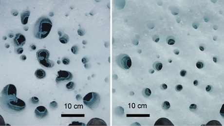 グリーンランド氷床に広く分布する小さな水たまりと微生物の関係を解明