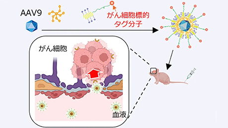 脳腫瘍にピンポイントで治療用ウイルスベクターを届けるナノマシン