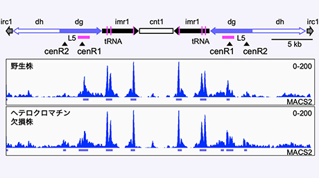 活発な転写が要因！転写が染色体異常を起こすメカニズムを発見