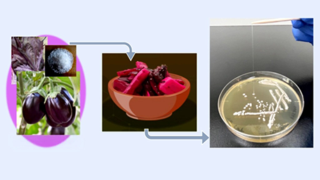日本伝統漬物「しば漬け」から発見：新規グリセロール含有菌体外多糖を産生する乳酸菌株を同定
