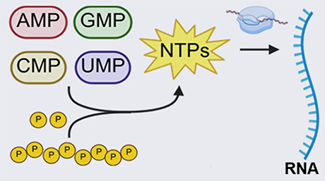 一般的な全核酸塩基を高効率にリン酸化する万能酵素を発見