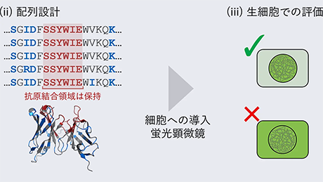 AIツールを用いた機能的細胞内抗体の迅速かつ高効率な設計方法を開発