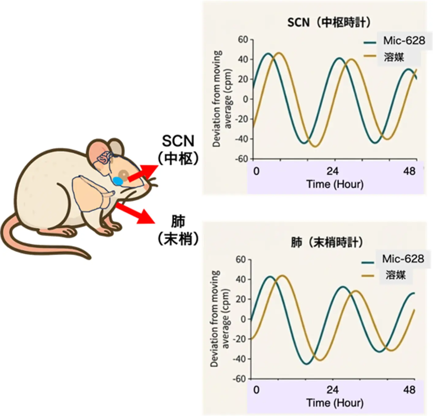 図2. Mic-628による中枢時計（SCN）と末梢時計（肺）の位相前進作用