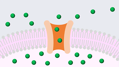 中性子捕捉治療が効きにくい腫瘍にも有効な薬剤を開発