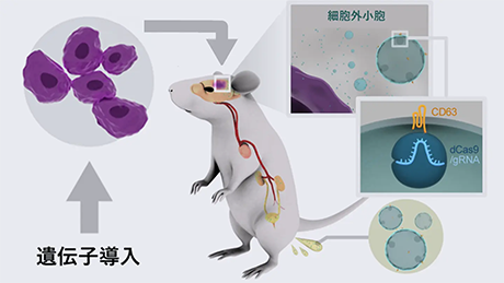 がん由来の微粒子が尿中に出ることを発見