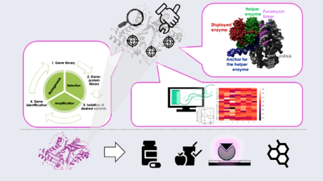 有用な酵素を世界最小・最速で開発する新技術