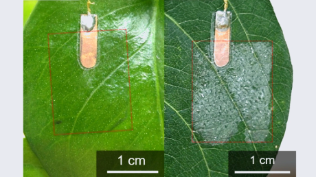 葉のうぶ毛が突き抜けて優しく密着する 「極薄の生体電極」を開発