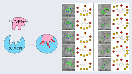 AIがタンパク質との「鍵と鍵穴」の結合と相互作用を保った薬候補分子を設計