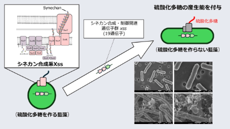 藍藻間で硫酸化多糖の合成系を移植し機能させることに成功