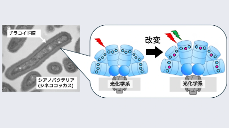 光合成アンテナの性能を酵素で調整