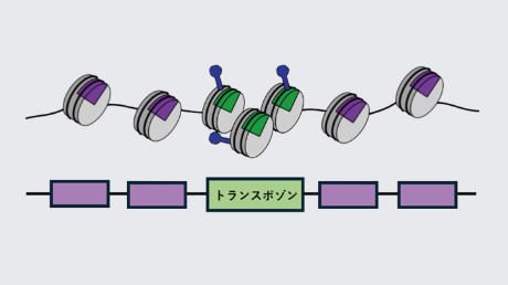 植物が「可動性DNA」を選択的に不活化するメカニズムを解明