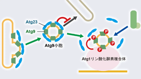 オートファジーに必要な「膜の種」を守る仕組みを発見