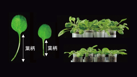 葉柄の伸長を介して植物の競争力を高める鍵分子を発見