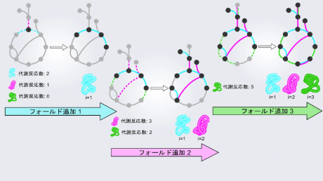 代謝ネットワークに刻まれた古代酵素の進化史