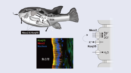 真骨魚類の腎臓による塩分代謝の新たなメカニズムを発見