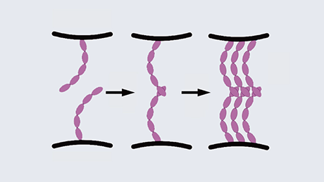 細胞間接着分子がつながる瞬間を膜の上でとらえた