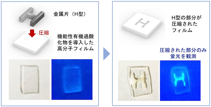 図4 有機過酸化物を導入した高分子フィルムにH型の金属片を押し付ける実験の模式図と圧縮前後の写真（それぞれ右側の写真は365 nmの紫外光照射時）