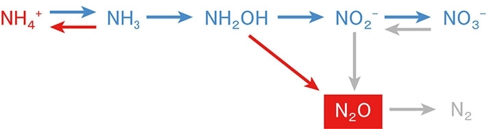 Production and consumption processes of N2O. Red and blue arrows show nitrification, and gray arrows show nitrifier-dnitrification and denitrification. In the region studied in this work, N2O is mainly produced by nitrification and denitrification. Red-colored substance and arrows are respectively increased and enhanced by ocean acidification whereas blue-colored ones are decreased or suppressed. The present study revealed that the process from NH2OH to N2O is enhanced by ocean acidification.