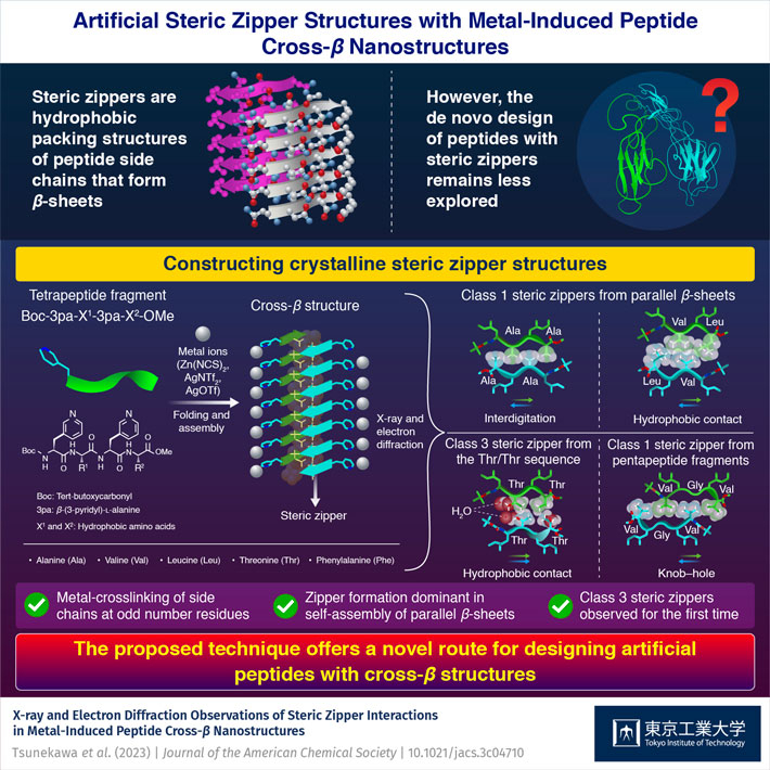 Steric Zipper Interactions in Artificial Crystalline Peptide β-Sheets