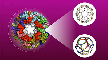 Self-assembly of a large metal-peptide capsid nanostructure through geometric control