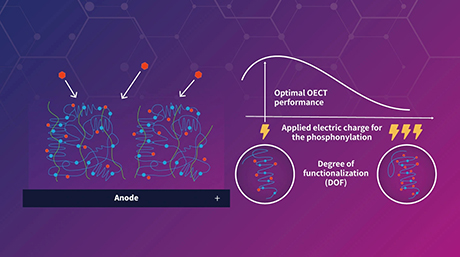 Addition of phosphonate groups boosts performance of organic electrochemical transistors