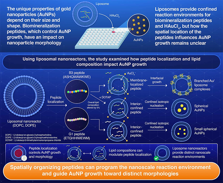 Programming Nanoscale Reaction Environments via Peptide Localization for Gold Nanoparticle Growth in Liposomal Nanoreactors