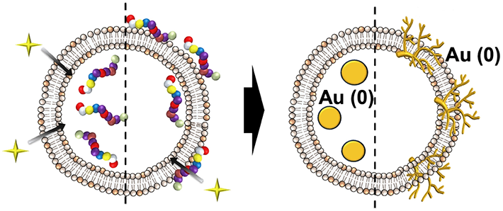 Summary of gold nanoparticle growth programming in liposome based on localization of biomineralization peptide