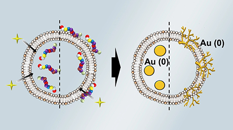 Controlling gold nanoparticle growth through peptide localization