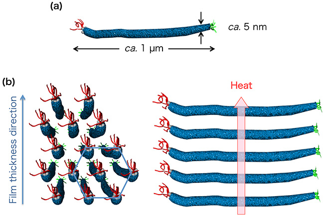 Schematic representations.