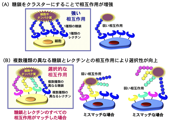 図1. 糖鎖の「パターン認識」による細胞の認識