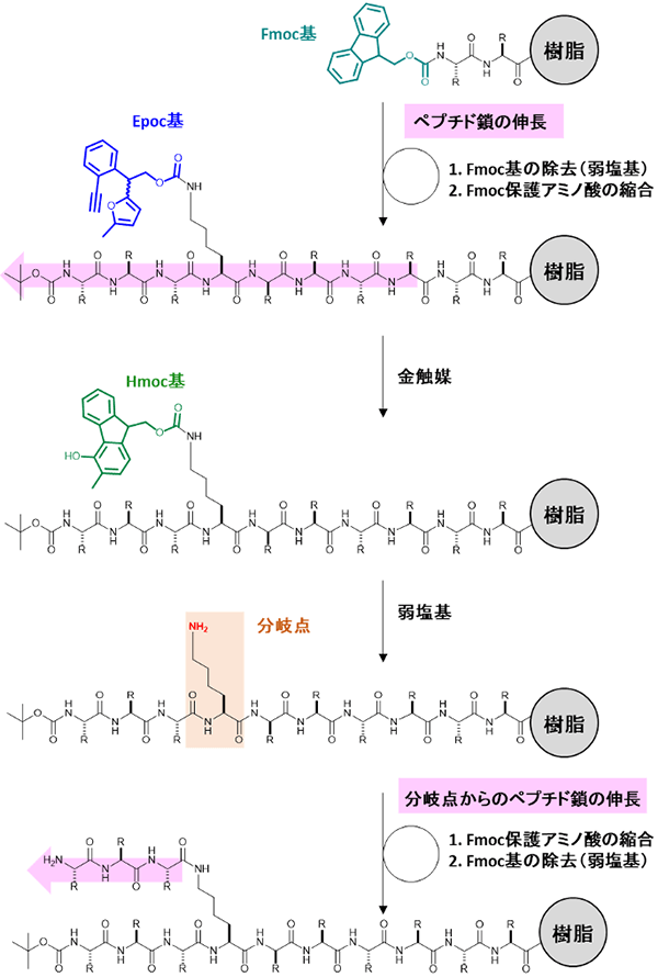 図4 Epoc基のペプチド固相合成への応用 ペプチド主鎖を伸長する反応はEpoc基に影響を与えず、分岐点にEpoc基を導入したペプチドを樹脂上で合成することができた。金触媒(III)はペプチド分岐点のEpoc基をHmoc基に変身させ、さらに弱塩基を加えることで、ペプチドの分岐点を選択的に活性化させた。これによって、分岐点からのペプチドの伸長が可能となり、枝分かれしたペプチドを合成することができた。