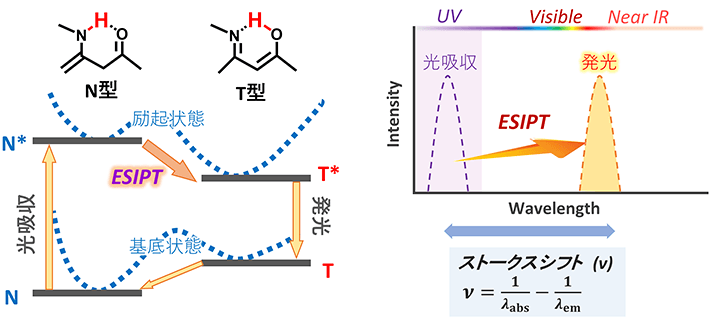 図1 励起状態分子内プロトン移動（ESIPT）の光物理過程のエネルギー準位図とスペクトル図。光吸収後に分子内で水素原子（プロトン）が移動することで分子の安定性が変化し、吸収エネルギーと発光エネルギーに差が生まれ、それが吸収波長と発光波長差（ストークスシフト）としてスペクトル上に観測される。