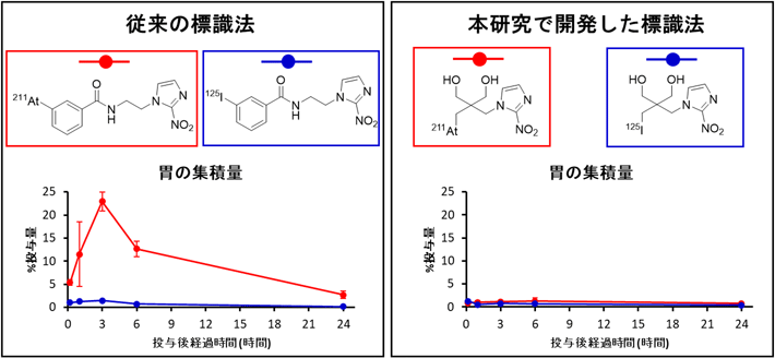 2種類の標識法で作製した211At、及び放射性ヨウ素標識モデル化合物をマウスに投与した後の胃への集積（赤：211At 、青：放射性ヨウ素）。ネオペンチル構造を利用して作製した211At標識モデル化合物の集積量は低値であったが（右）、従来法で作製したモデル化合物では胃に高い放射能が観察された（左）。
